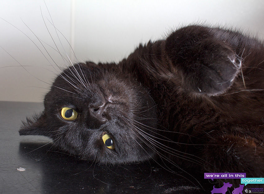 Adopt A Friend: Marvin